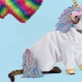 Funny costumes from Aliexpress for pets Funny costumes from Aliexpress for pets