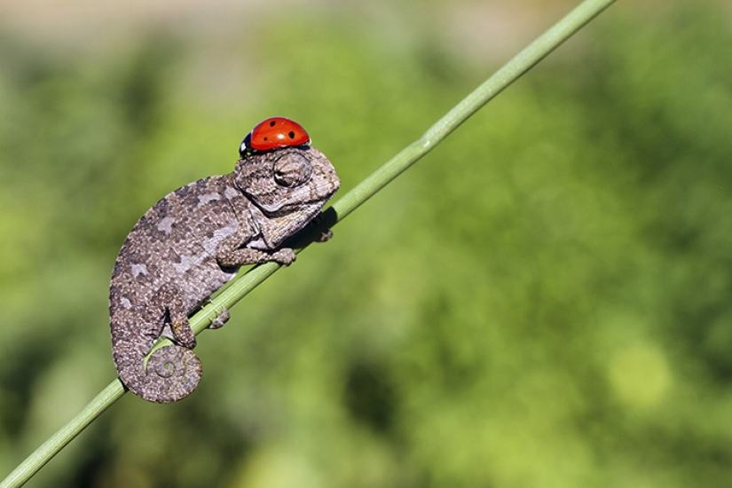 Funny little chameleons