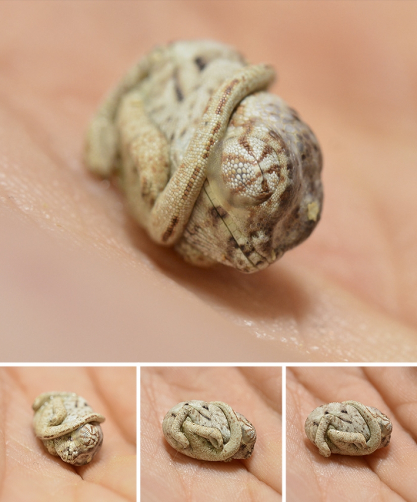 Funny little chameleons