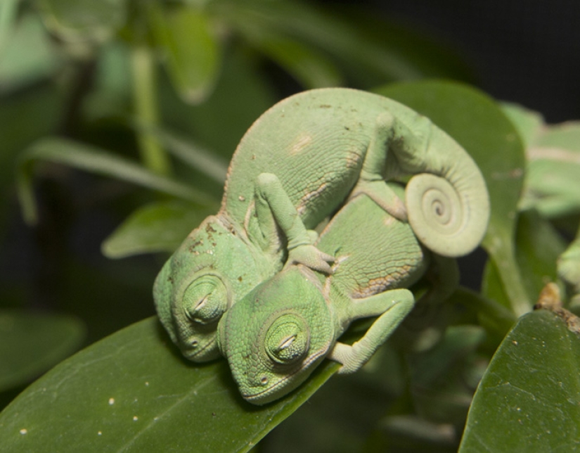 Funny little chameleons