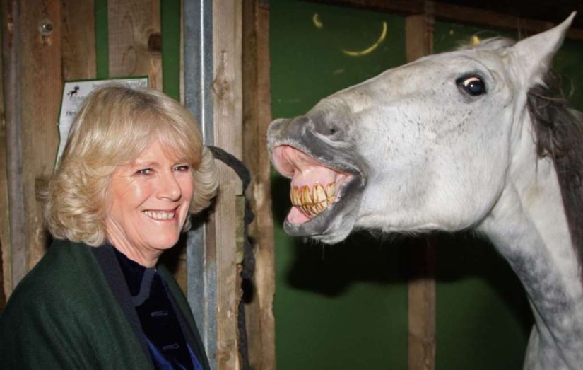 Funny photos of the royal family