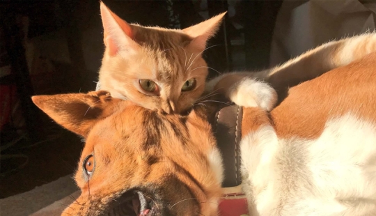 Funny shots of the complicated relationship between cats and dogs Funny shots of the complicated relationship between cats and dogs