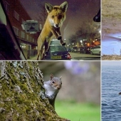 Ganadores del Concurso de Fotografía Amateur Mammalian Photographer of the Year 2020
