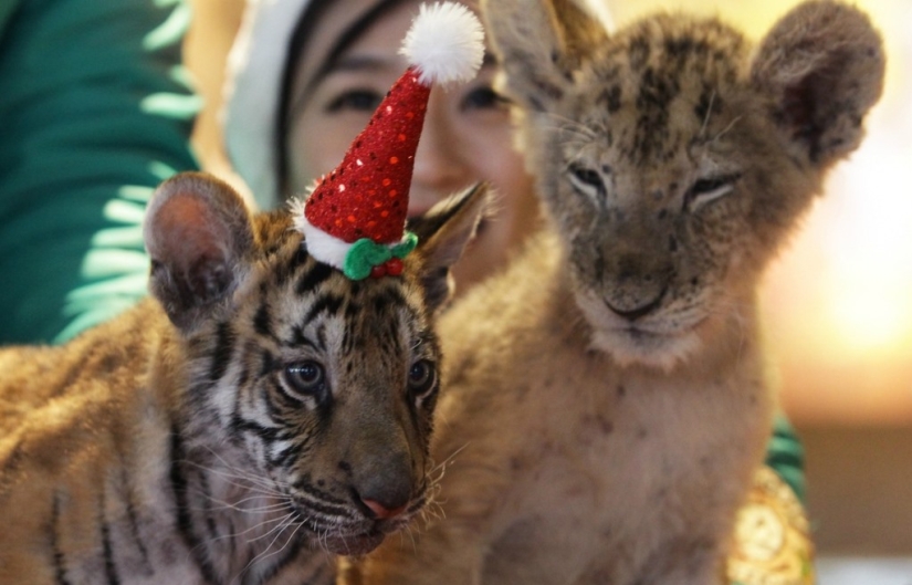 Gatitos navideños