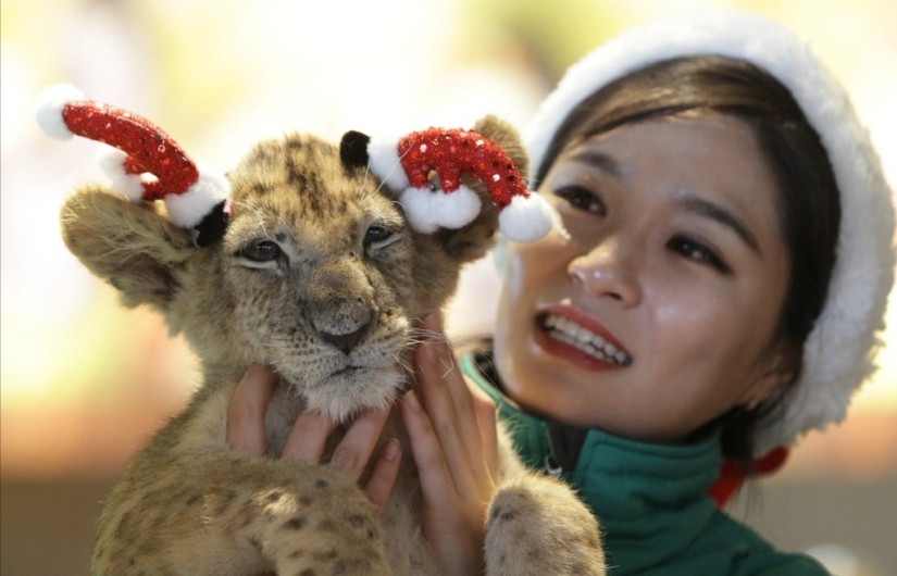 Gatitos navideños