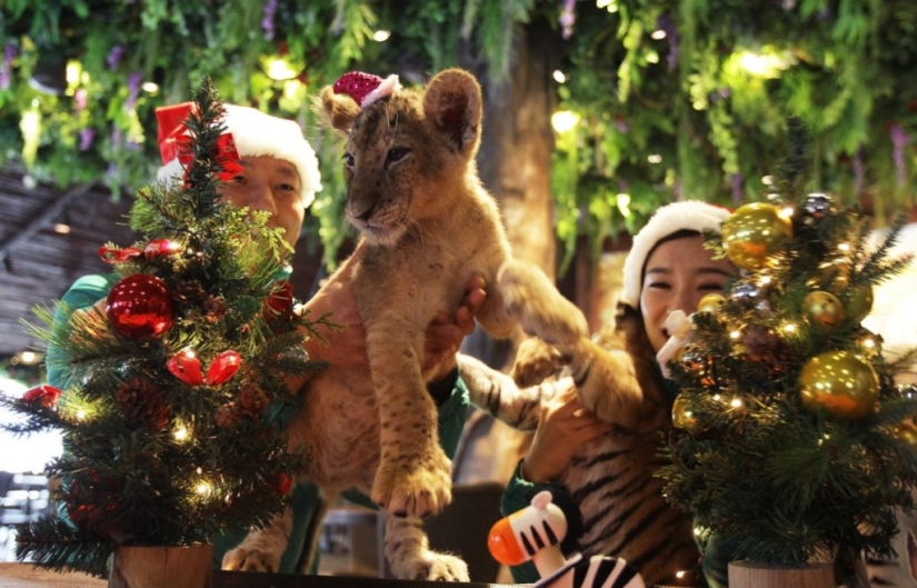 Gatitos navideños