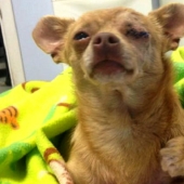 Gato sanador Russell, que sobrevivió al incendio: va a la derecha — comienza la canción