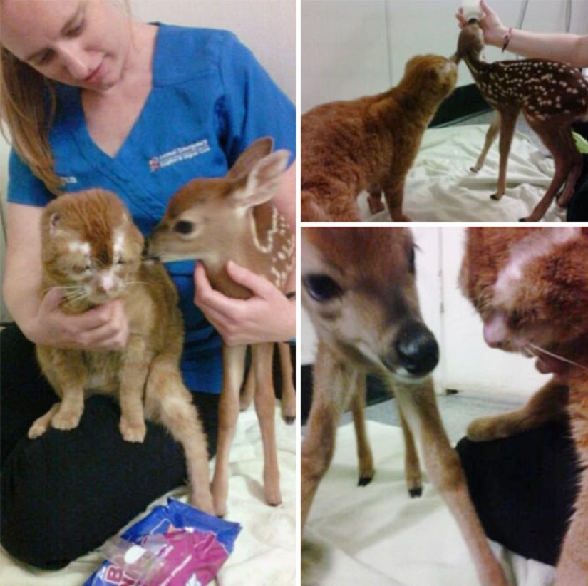 Gato sanador Russell, que sobrevivió al incendio: va a la derecha — comienza la canción Gato sanador Russell, que sobrevivió al incendio: va a la derecha — comienza la canción