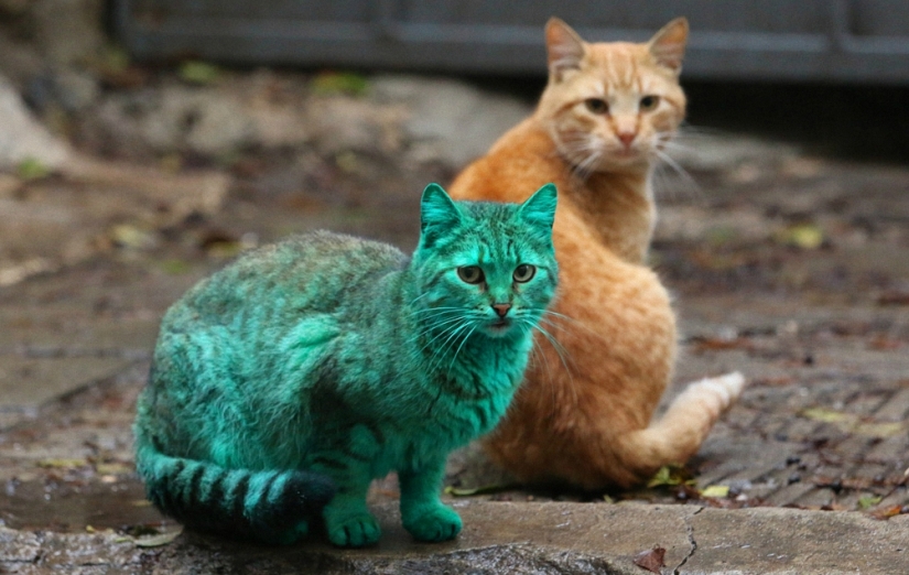 Gato verde de Varna
