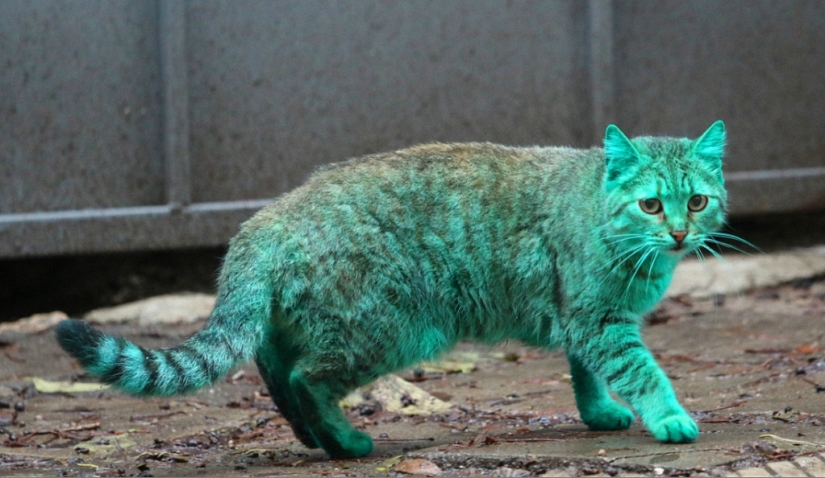 Gato verde de Varna