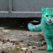 Gato verde de Varna