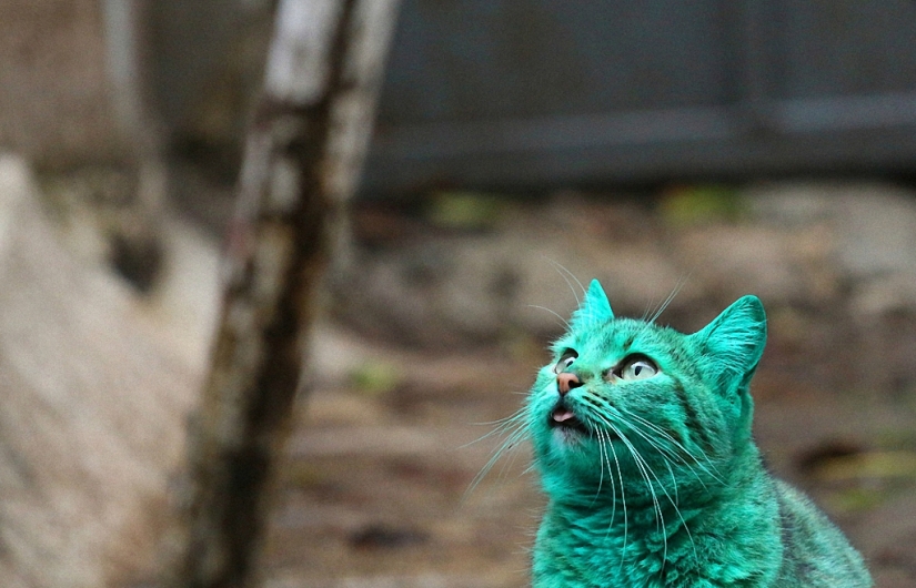 Gato verde de Varna