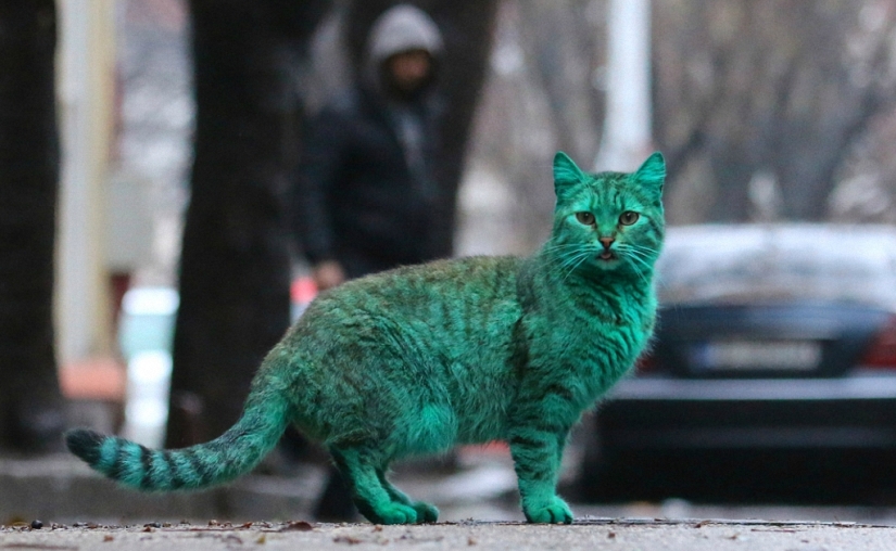 Gato verde de Varna