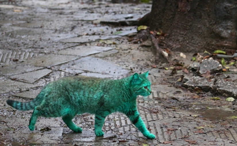 Gato verde de Varna