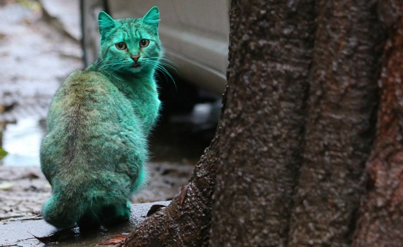Gato verde de Varna
