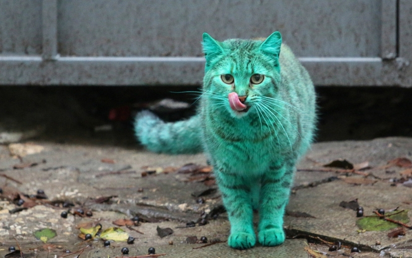Gato verde de Varna