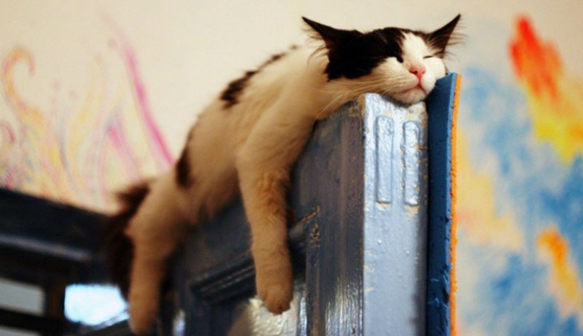 Gatos que han aprendido la ciencia del sueño
