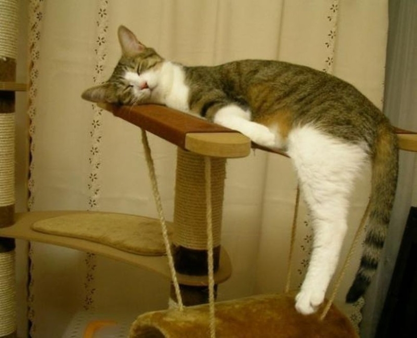 Gatos que han aprendido la ciencia del sueño