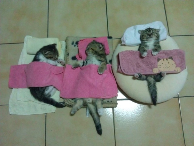 Gatos que han aprendido la ciencia del sueño