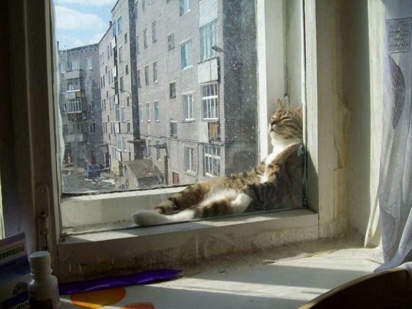 Gatos que han aprendido la ciencia del sueño