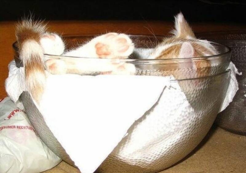 Gatos que han aprendido la ciencia del sueño