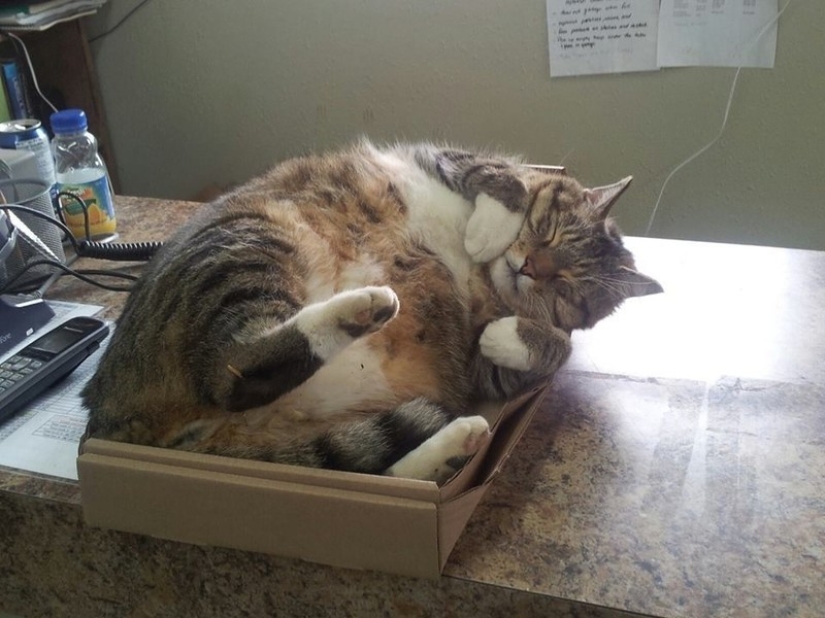 Gatos que han aprendido la ciencia del sueño
