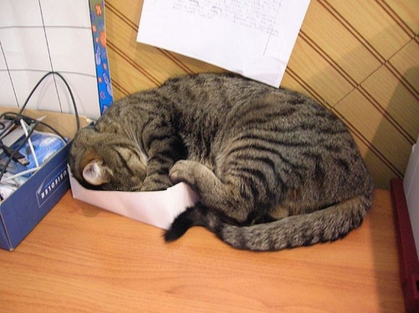 Gatos que han aprendido la ciencia del sueño