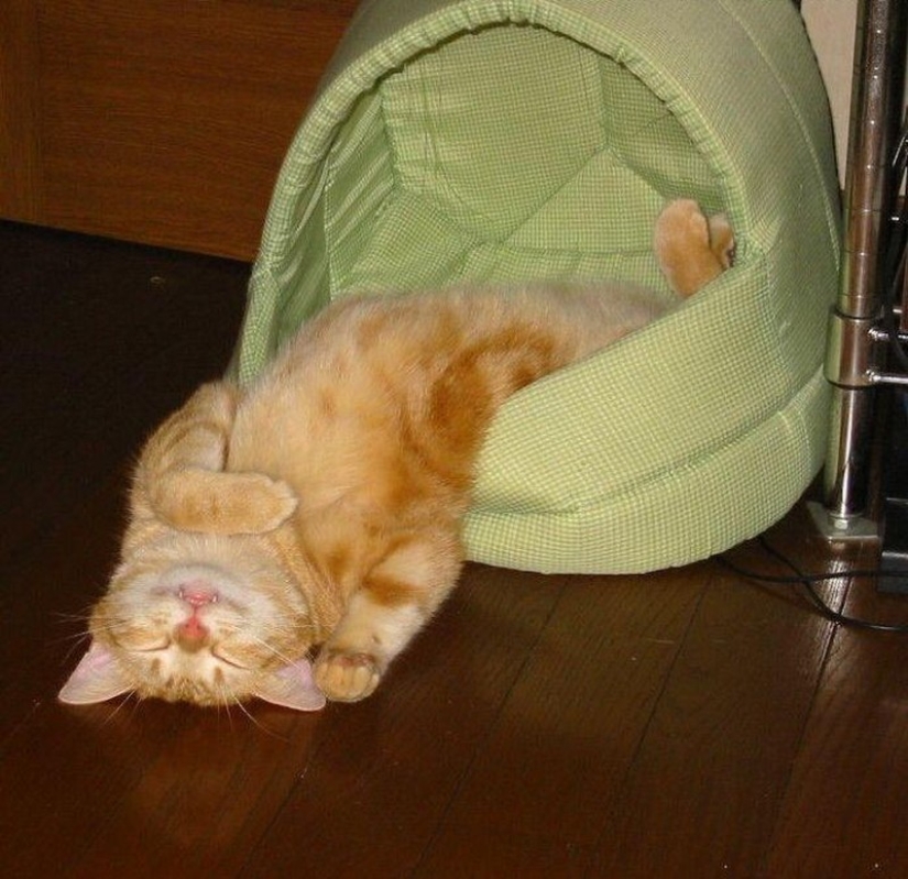 Gatos que han aprendido la ciencia del sueño