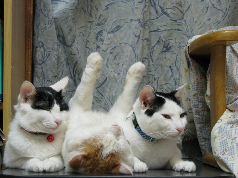 Gatos que han aprendido la ciencia del sueño