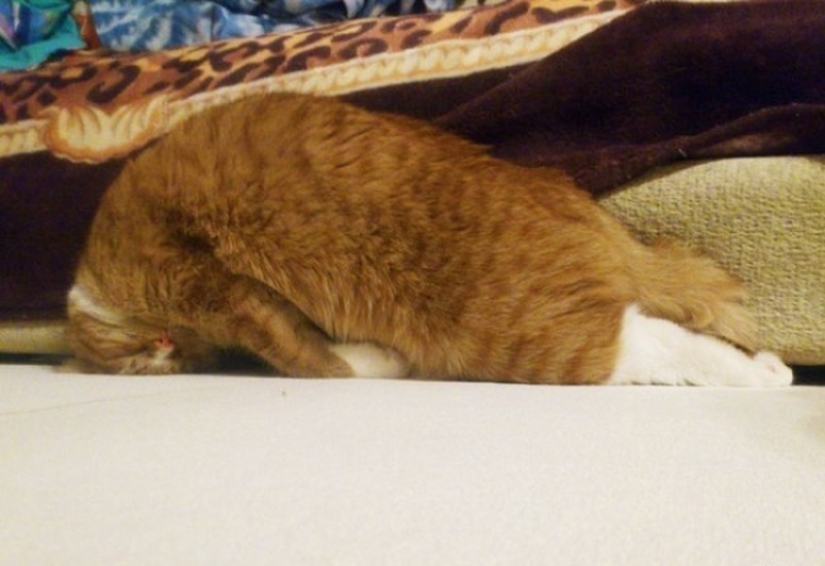 Gatos que han aprendido la ciencia del sueño