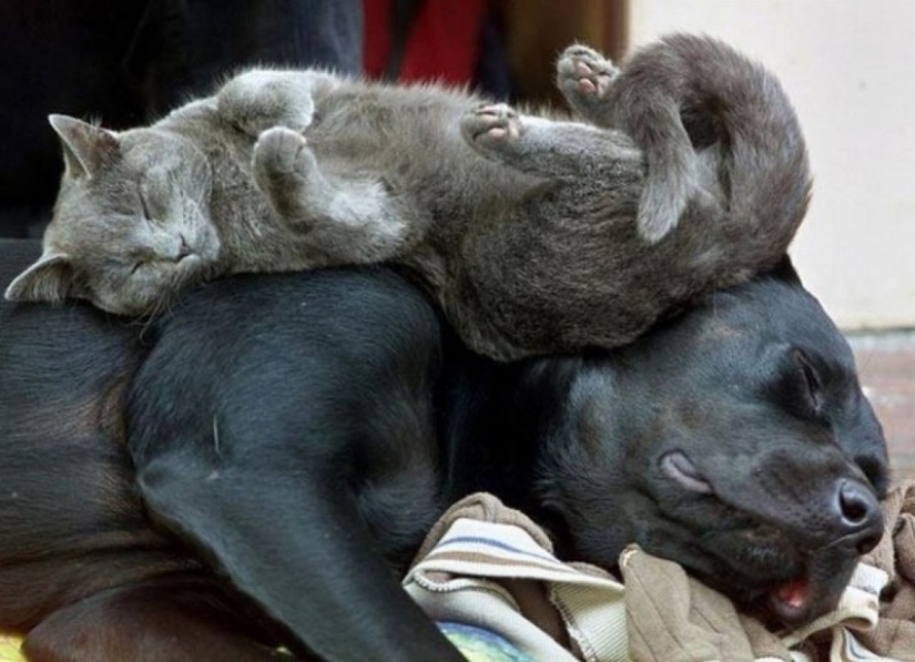 Gatos que han aprendido la ciencia del sueño