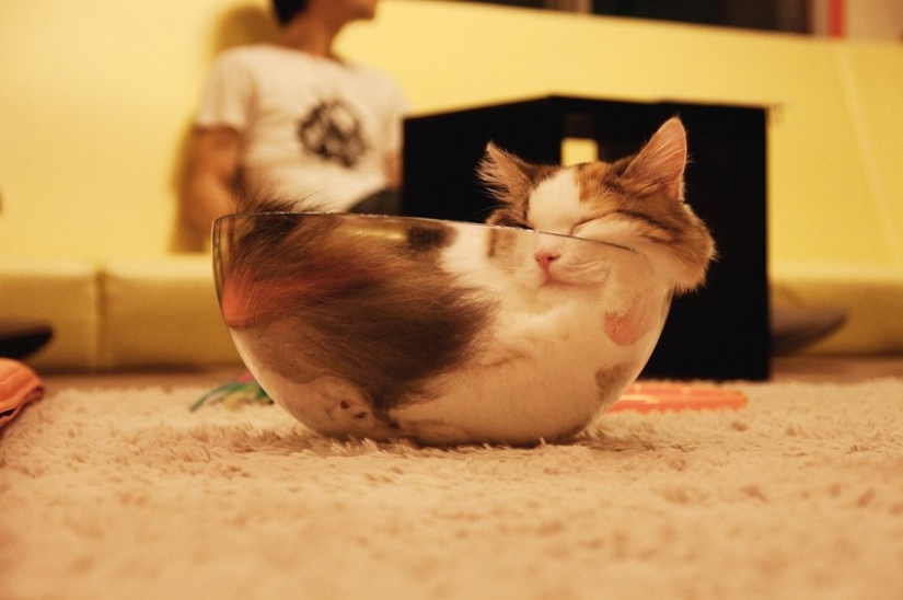 Gatos que han aprendido la ciencia del sueño