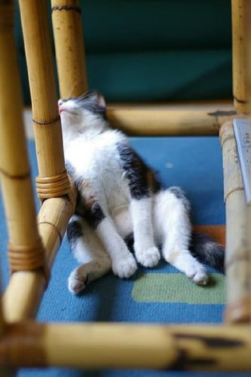 Gatos que han aprendido la ciencia del sueño