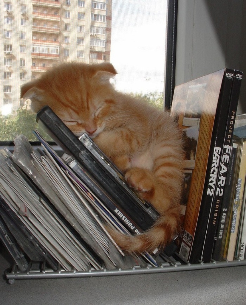 Gatos que han aprendido la ciencia del sueño