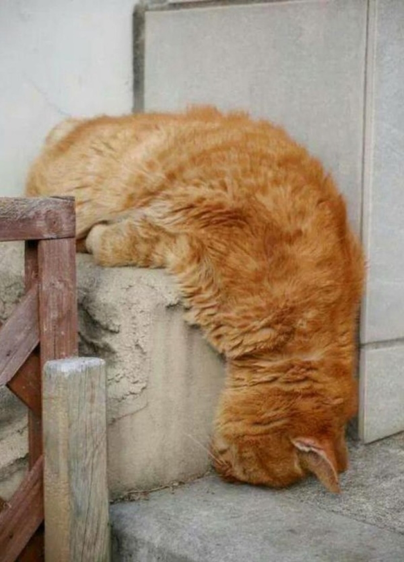 Gatos que han aprendido la ciencia del sueño