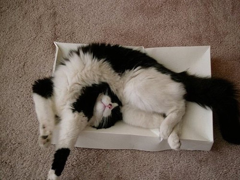 Gatos que han aprendido la ciencia del sueño