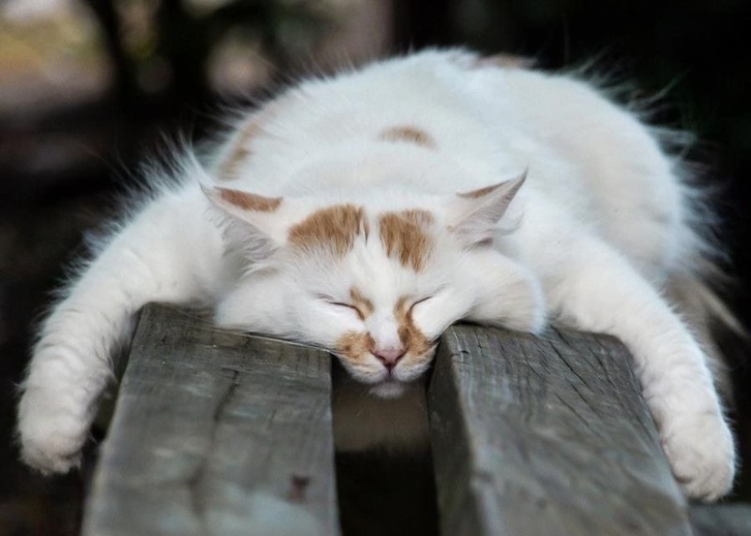 Gatos que han aprendido la ciencia del sueño