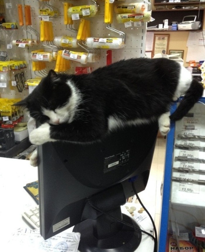 Gatos que han aprendido la ciencia del sueño