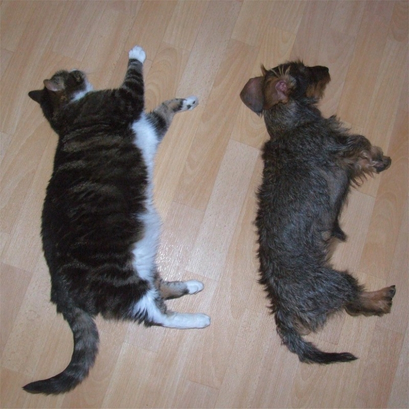 Gatos que han aprendido la ciencia del sueño