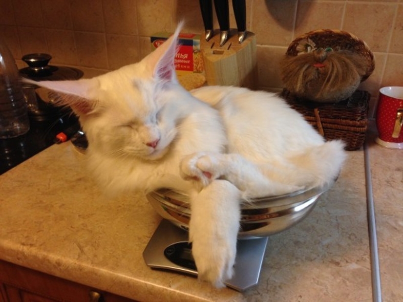 Gatos que han aprendido la ciencia del sueño