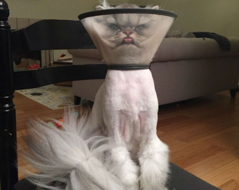 Gatos viciosos que parecen estar tramando el asesinato de su amo Gatos viciosos que parecen estar tramando el asesinato de su amo