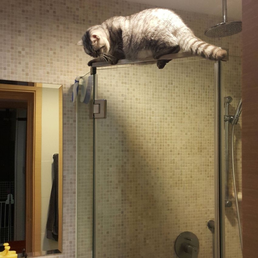 Gatos viciosos que parecen estar tramando el asesinato de su amo Gatos viciosos que parecen estar tramando el asesinato de su amo