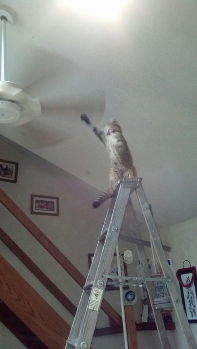 Gatos viciosos que parecen estar tramando el asesinato de su amo Gatos viciosos que parecen estar tramando el asesinato de su amo