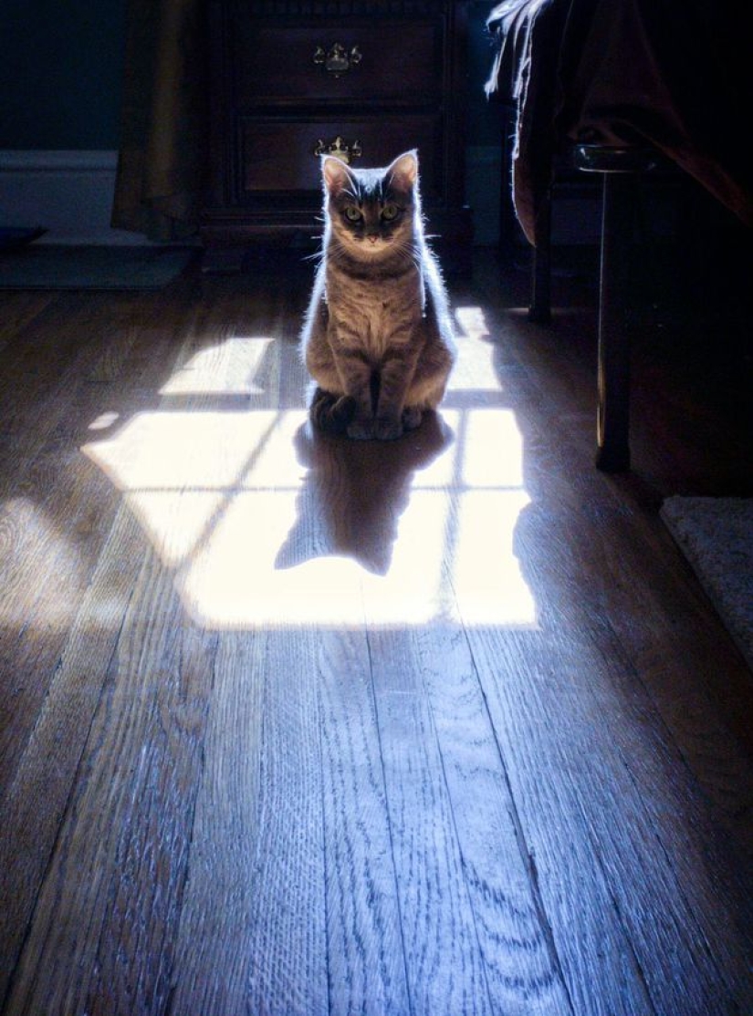 Gatos viciosos que parecen estar tramando el asesinato de su amo Gatos viciosos que parecen estar tramando el asesinato de su amo