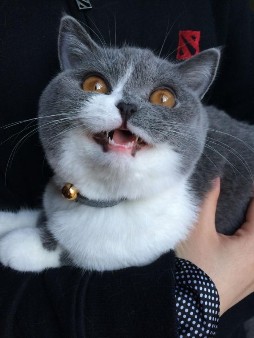 Gatos viciosos que parecen estar tramando el asesinato de su amo Gatos viciosos que parecen estar tramando el asesinato de su amo
