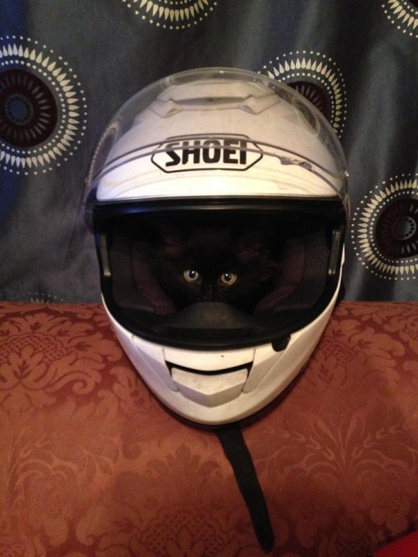 Gatos viciosos que parecen estar tramando el asesinato de su amo Gatos viciosos que parecen estar tramando el asesinato de su amo
