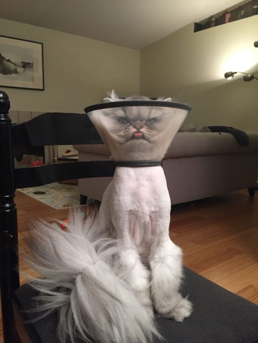 Gatos viciosos que parecen estar tramando el asesinato de su amo Gatos viciosos que parecen estar tramando el asesinato de su amo
