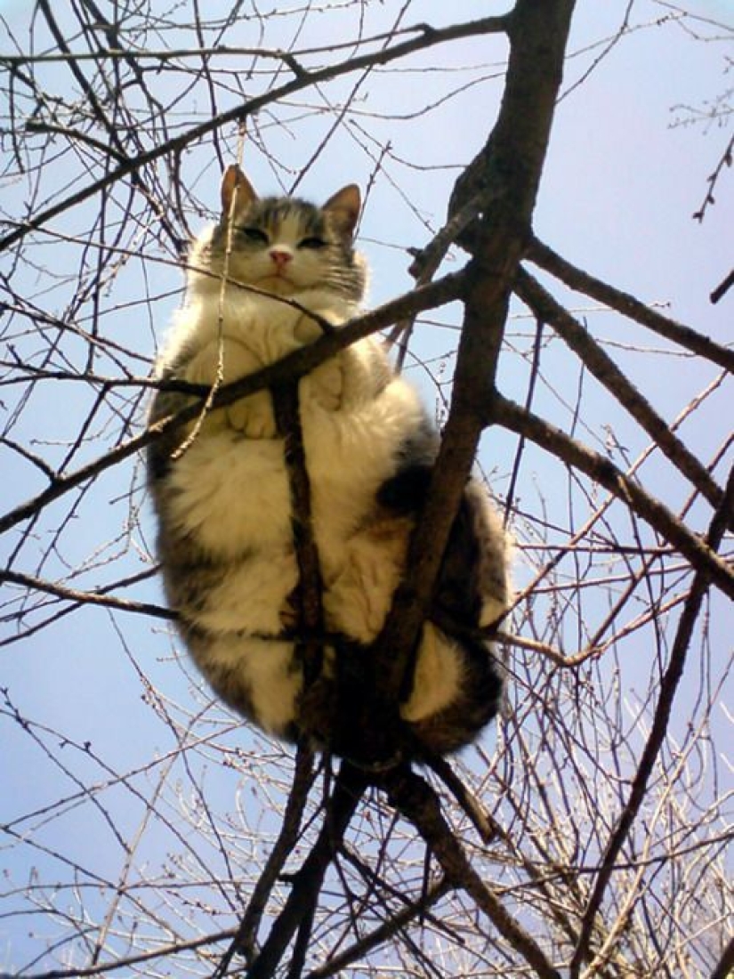 Gatos viciosos que parecen estar tramando el asesinato de su amo Gatos viciosos que parecen estar tramando el asesinato de su amo