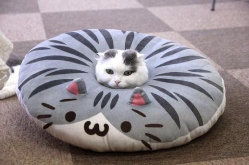 Gatos viciosos que parecen estar tramando el asesinato de su amo Gatos viciosos que parecen estar tramando el asesinato de su amo