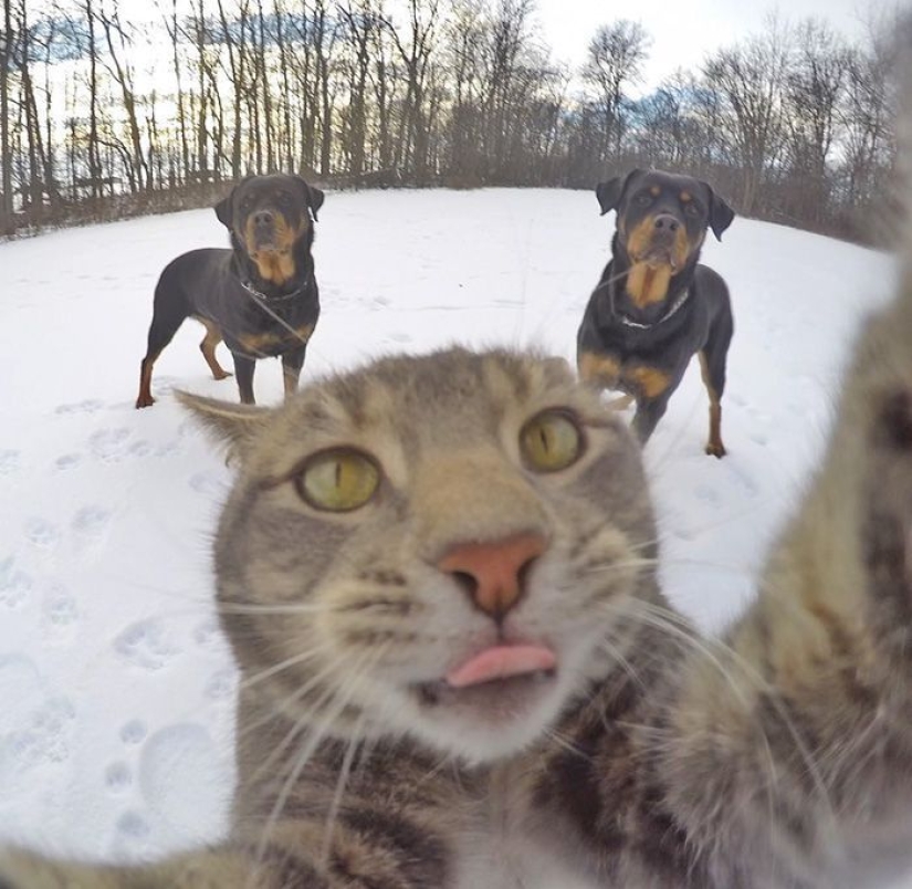 Gatos viciosos que parecen estar tramando el asesinato de su amo Gatos viciosos que parecen estar tramando el asesinato de su amo